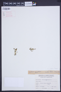 Trifolium physanthum image