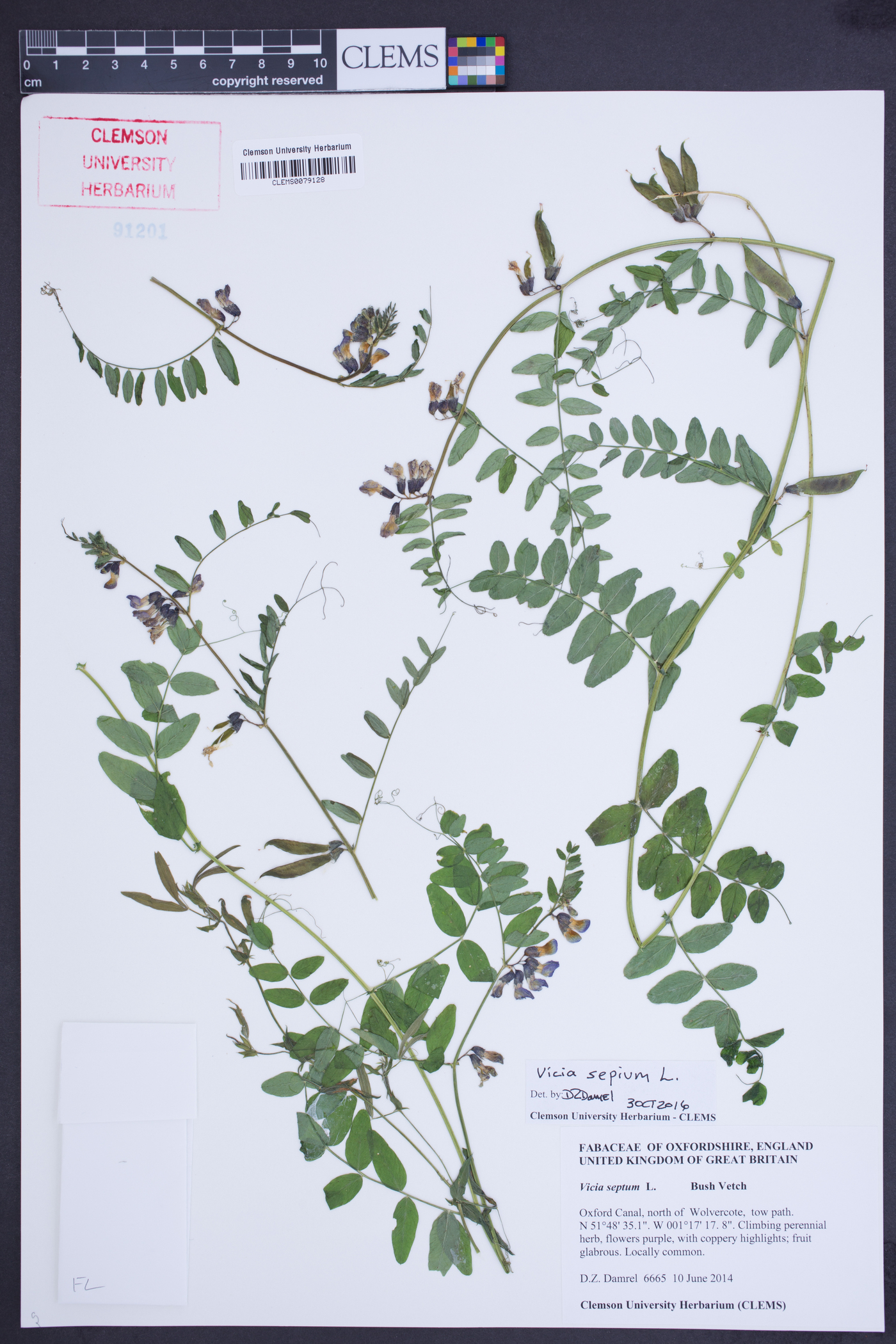 Vicia sepium image