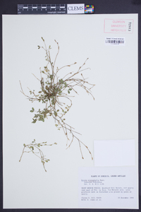 Zornia microphylla image