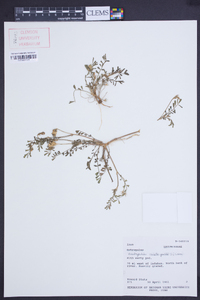 Onobrychis crista-galli image