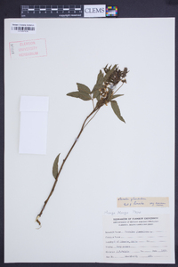 Psoralea glandulosa image