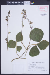 Pueraria phaseoloides image