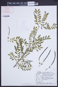 Poitea carinalis image