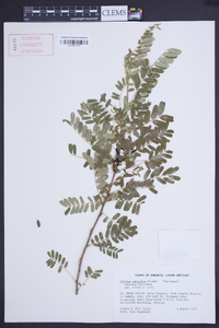 Poitea carinalis image