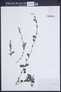 Lespedeza chinensis image