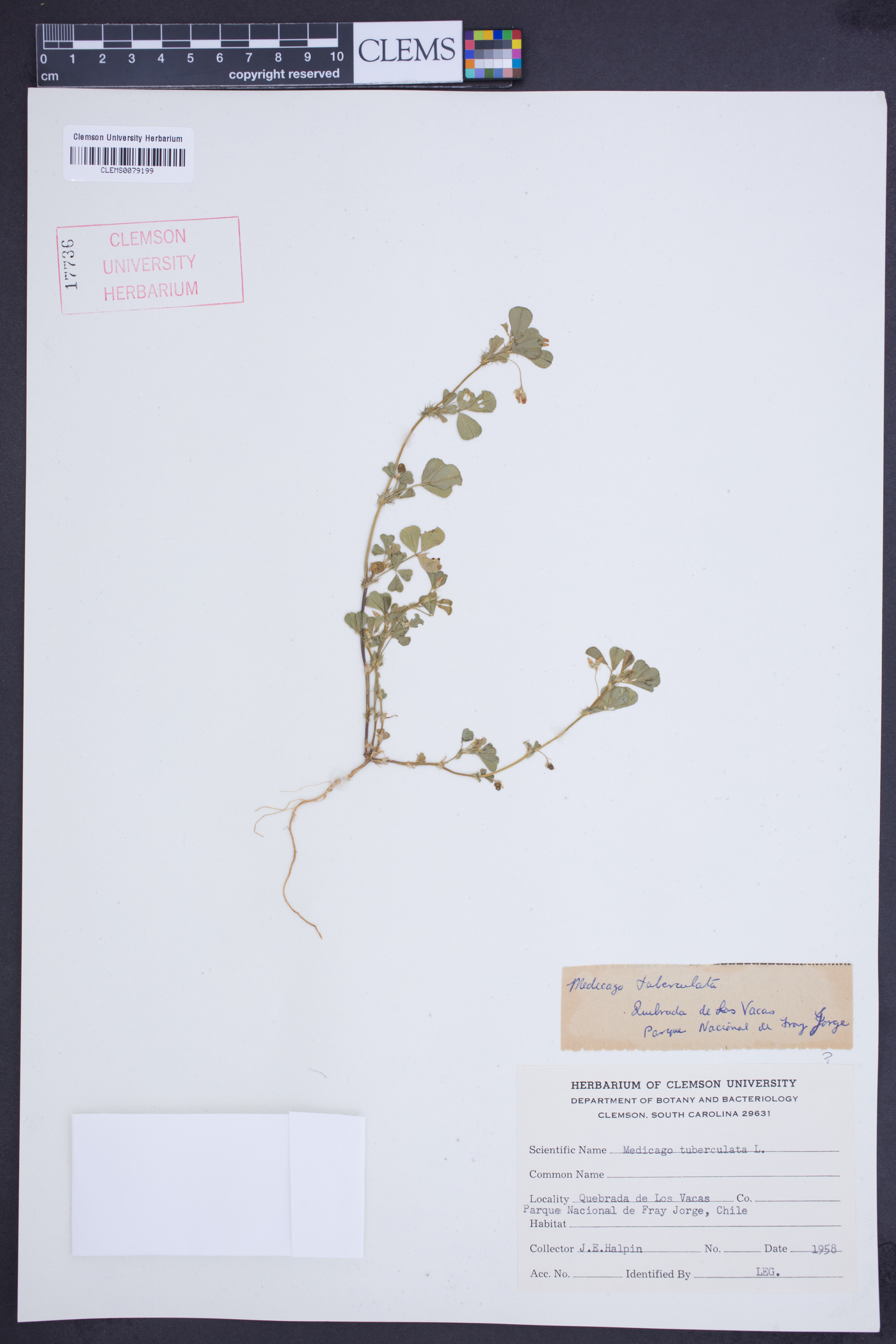 Medicago tuberculata image