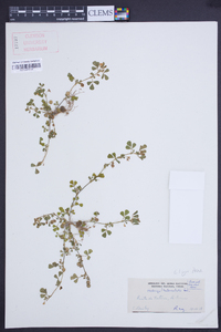 Medicago tuberculata image