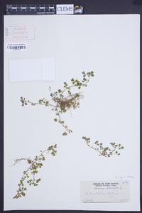 Medicago tuberculata image