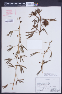 Mimosa pudica image