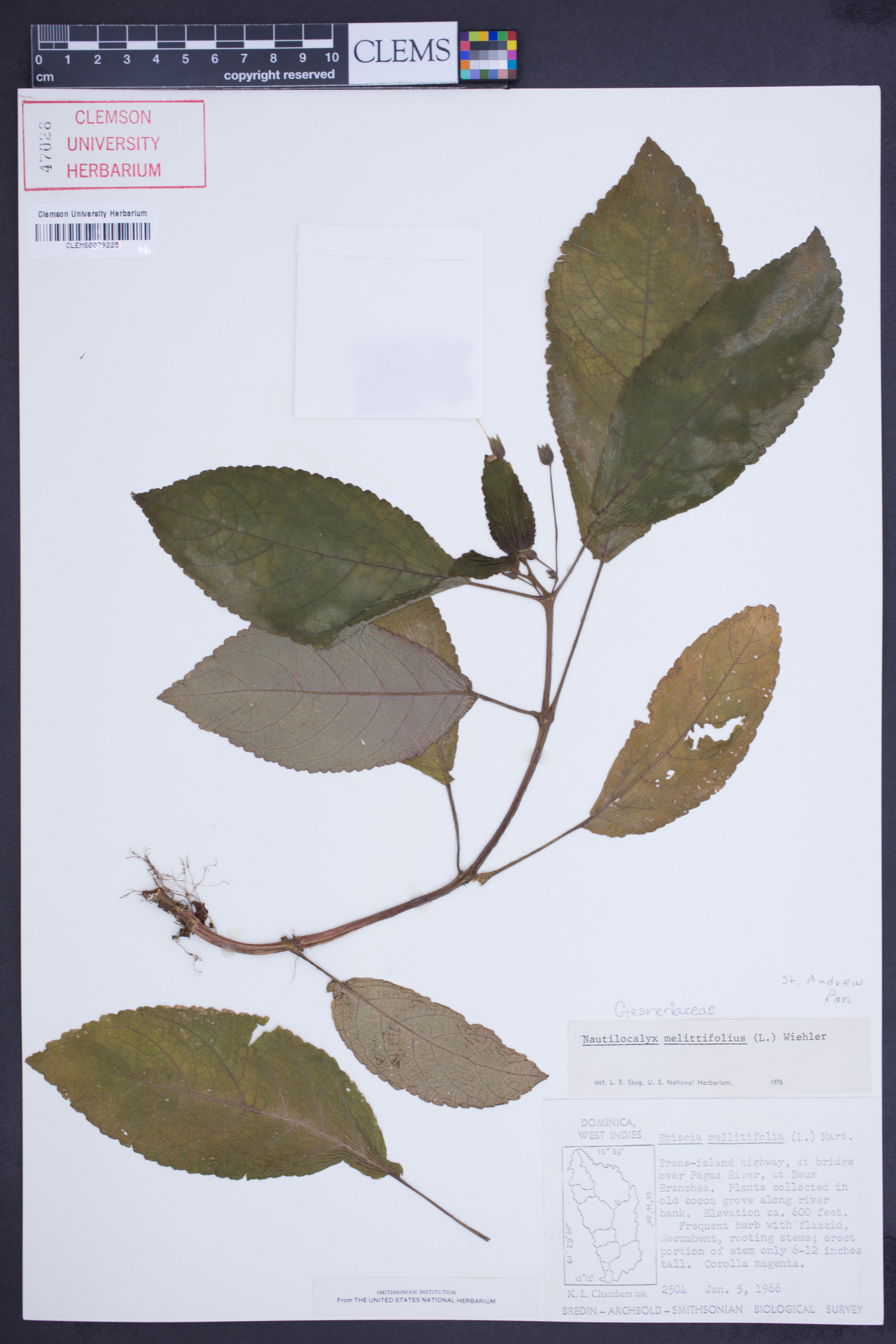 Nautilocalyx melittifolius image