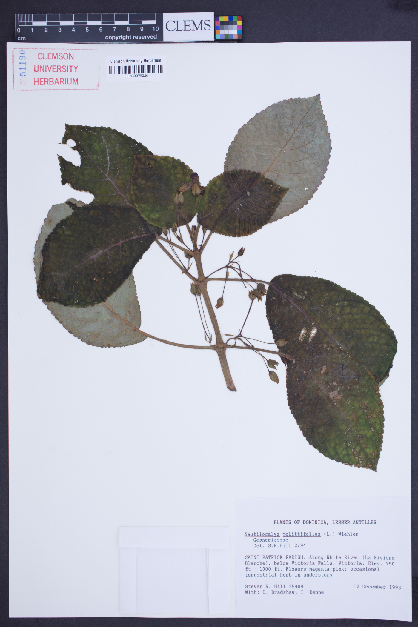 Nautilocalyx melittifolius image