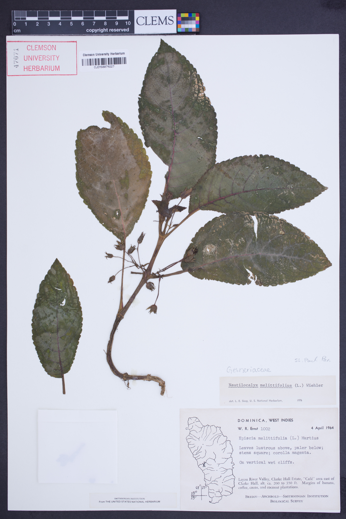 Nautilocalyx melittifolius image