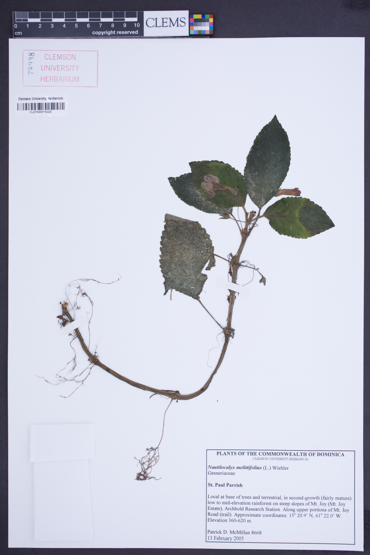 Nautilocalyx melittifolius image