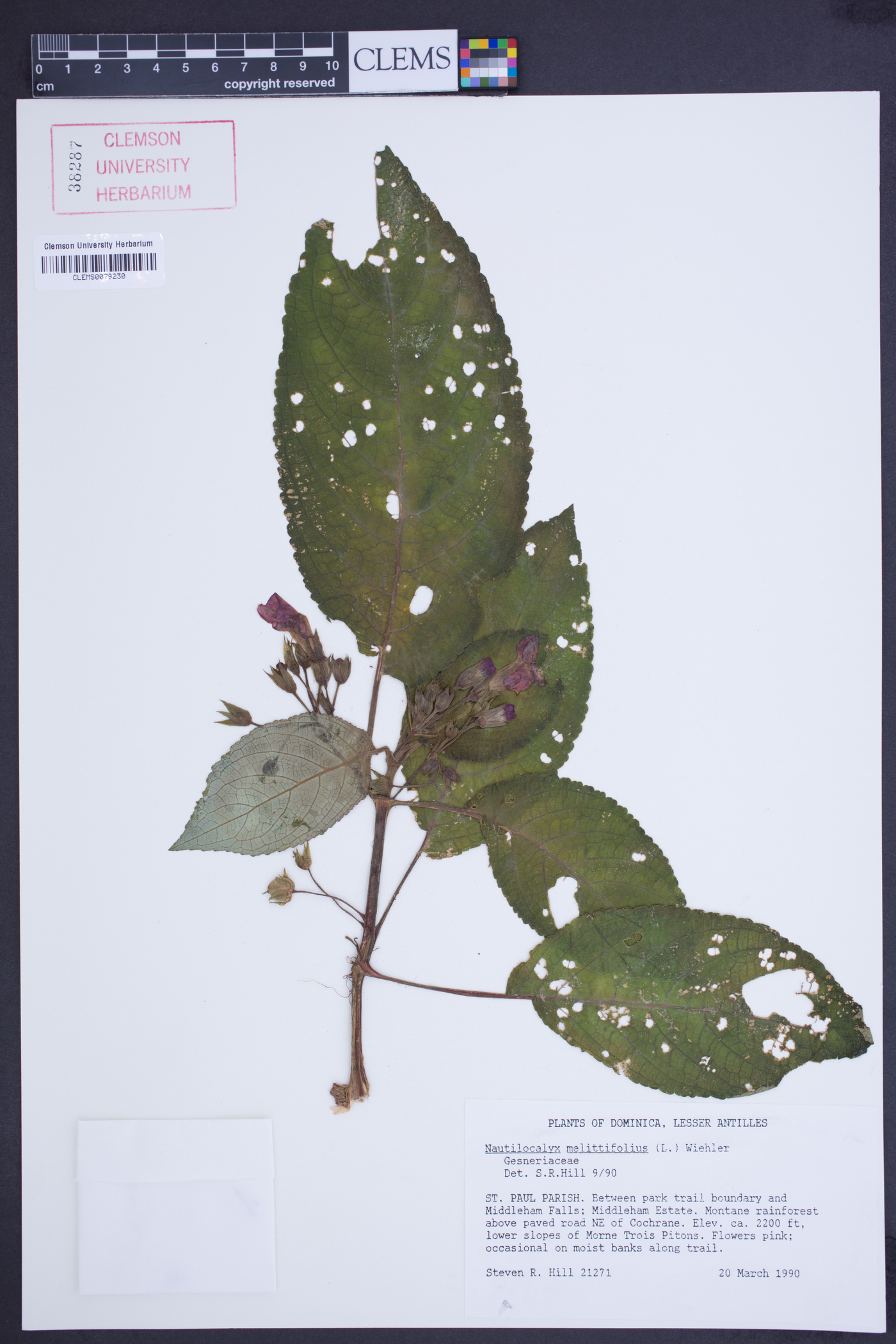 Nautilocalyx melittifolius image