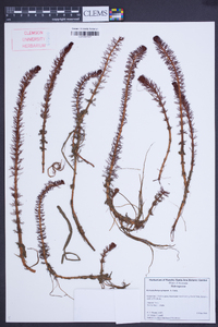 Myriophyllum propinquum image