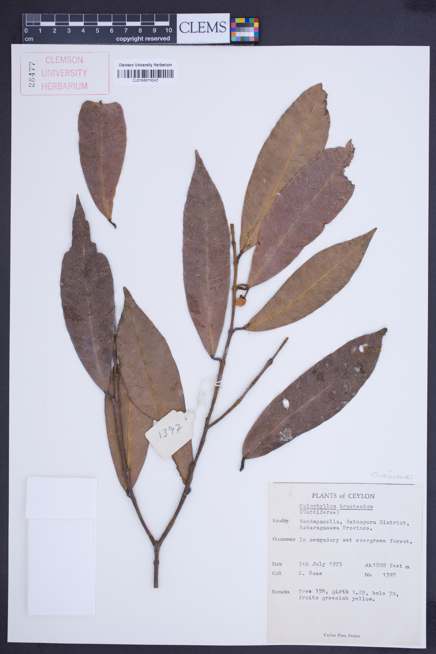 Calophyllum bracteatum image