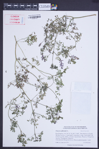 Fumaria officinalis image