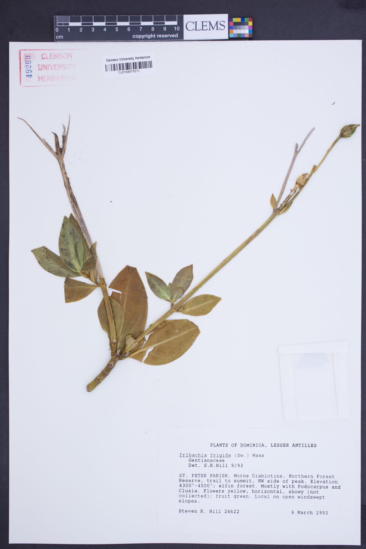 Irlbachia frigida image