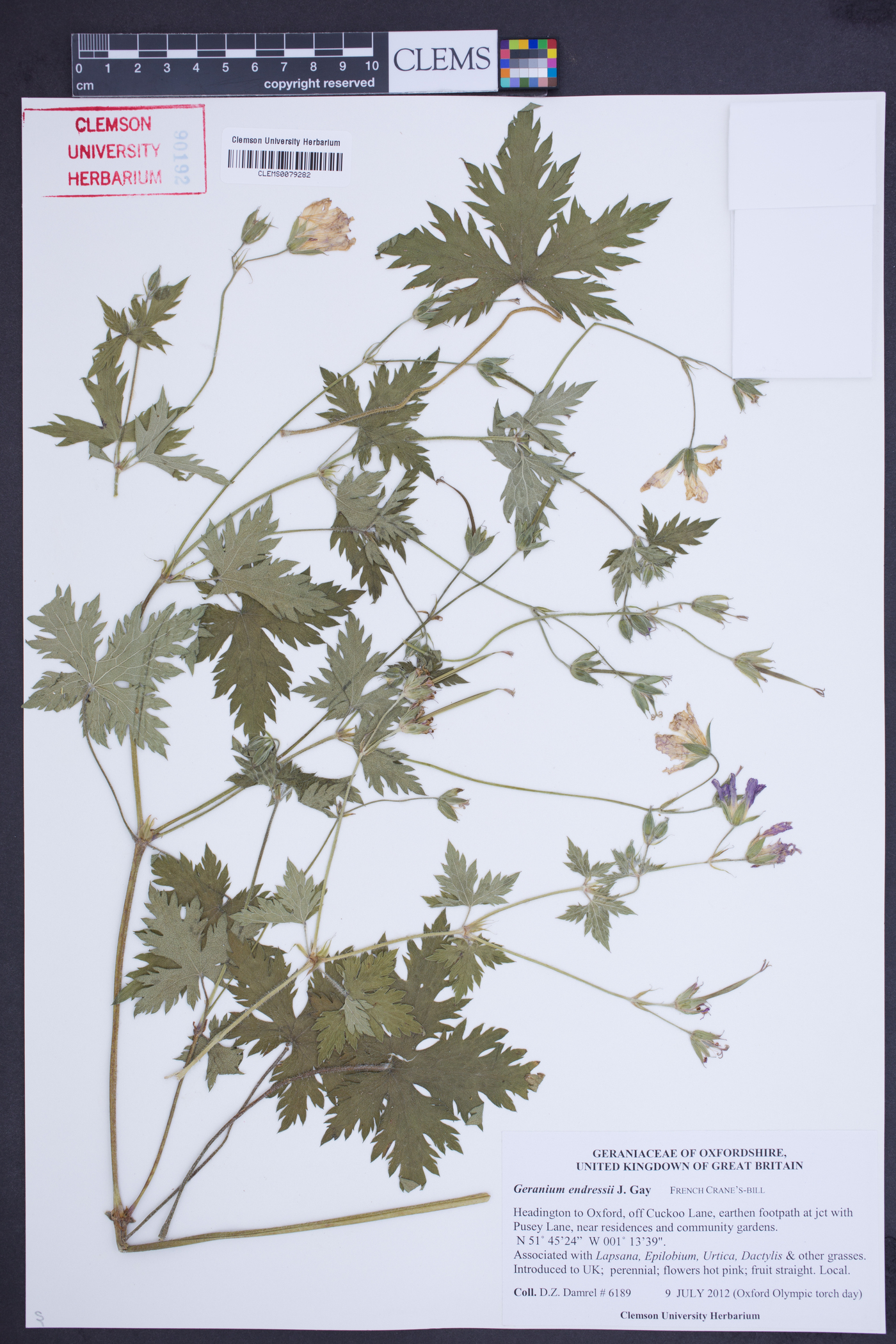 Geranium endressii image