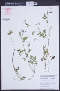 Geranium robertianum image