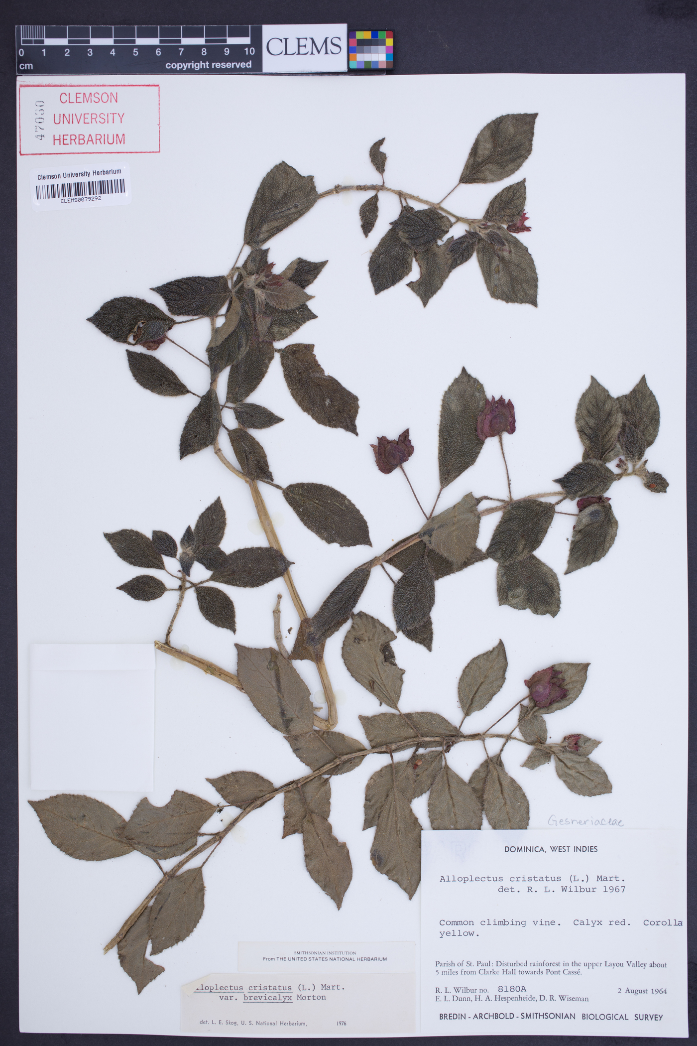 Crantzia cristata image