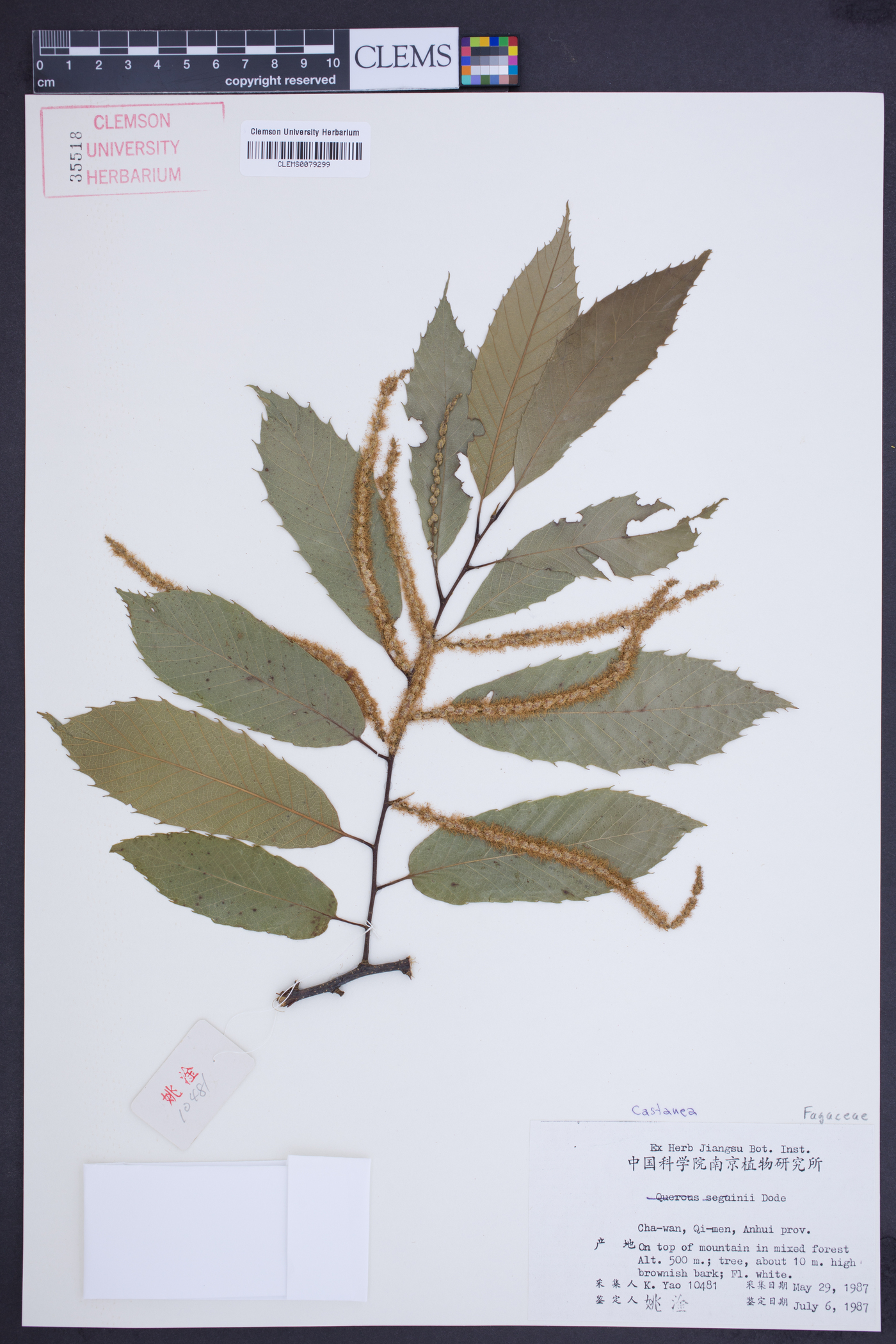 Castanea seguinii image