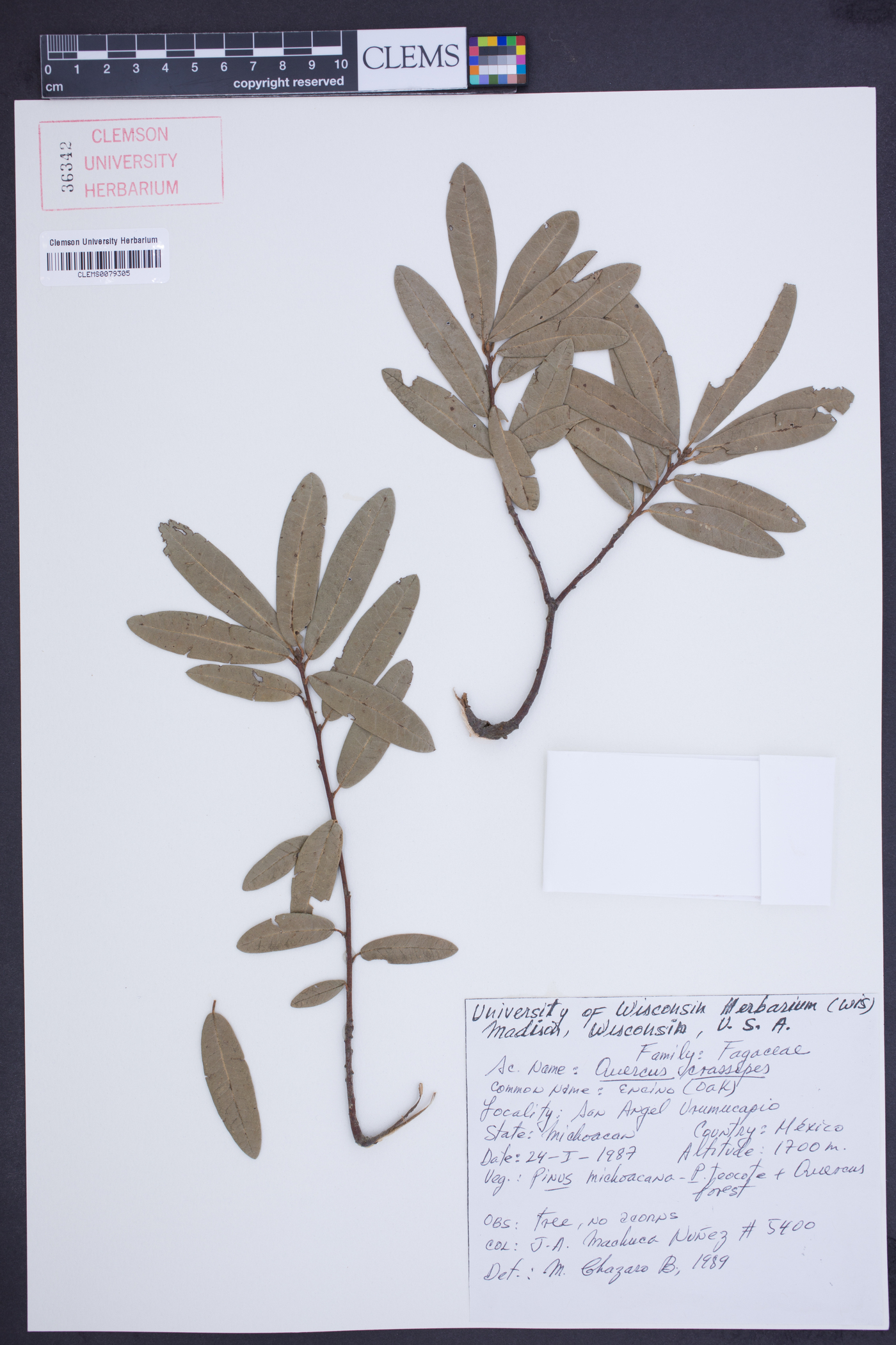 Quercus crassipes image