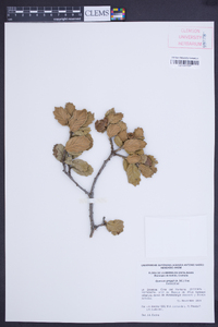Quercus greggii image