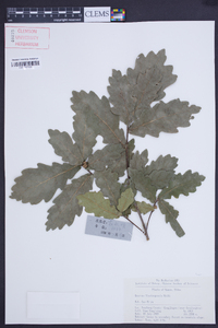 Quercus wutaishanica image