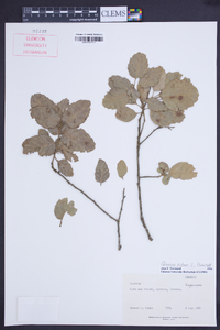 Quercus suber image
