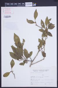 Xylosma venosa image