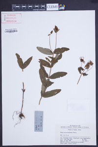 Image of Hypericum przewalskii