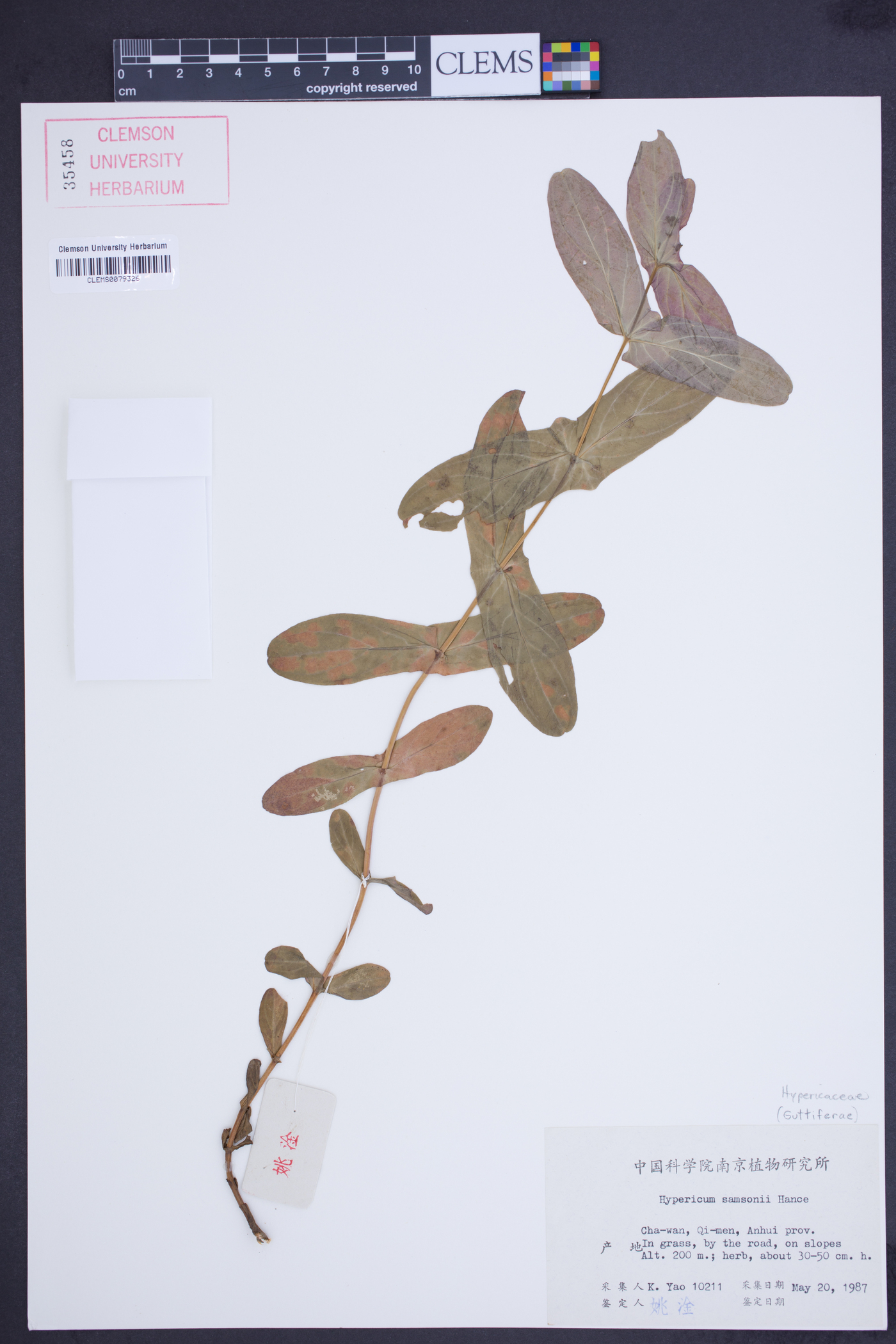 Hypericum sampsonii image