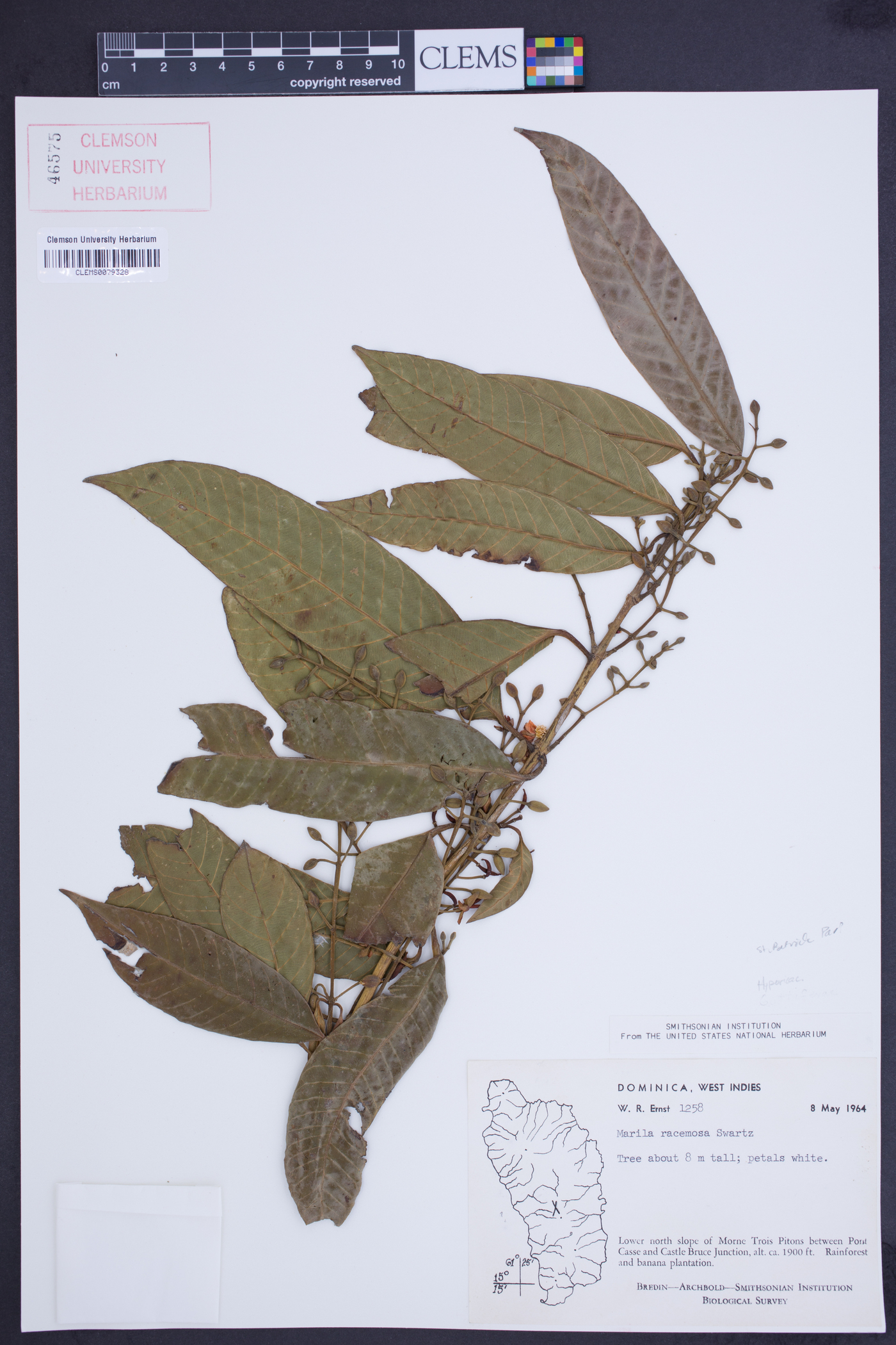 Marila image