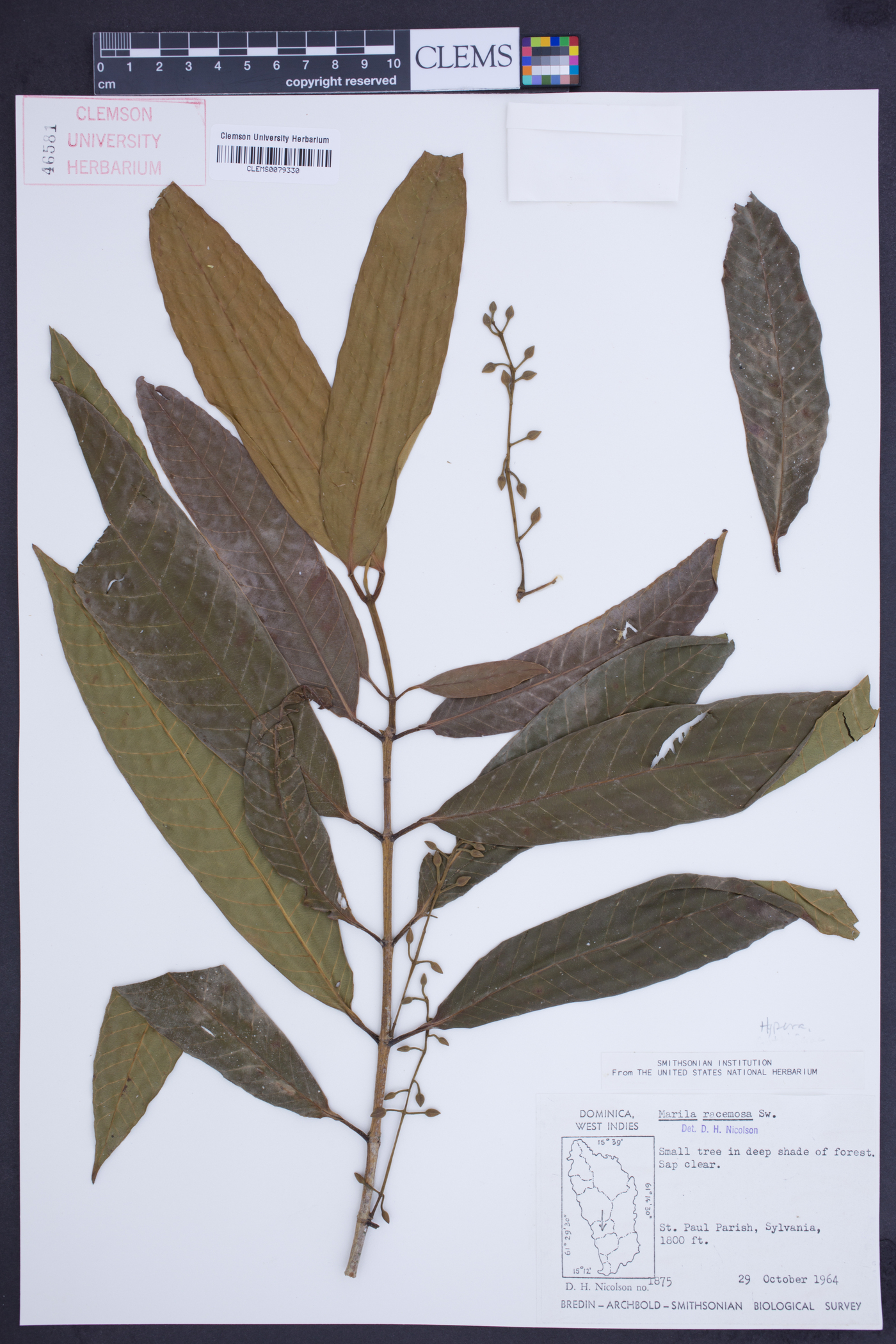 Marila racemosa image