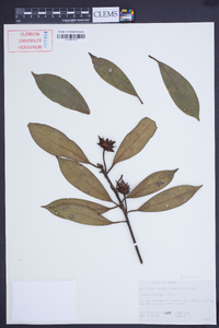 Illicium lanceolatum image