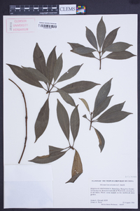 Illicium lanceolatum image