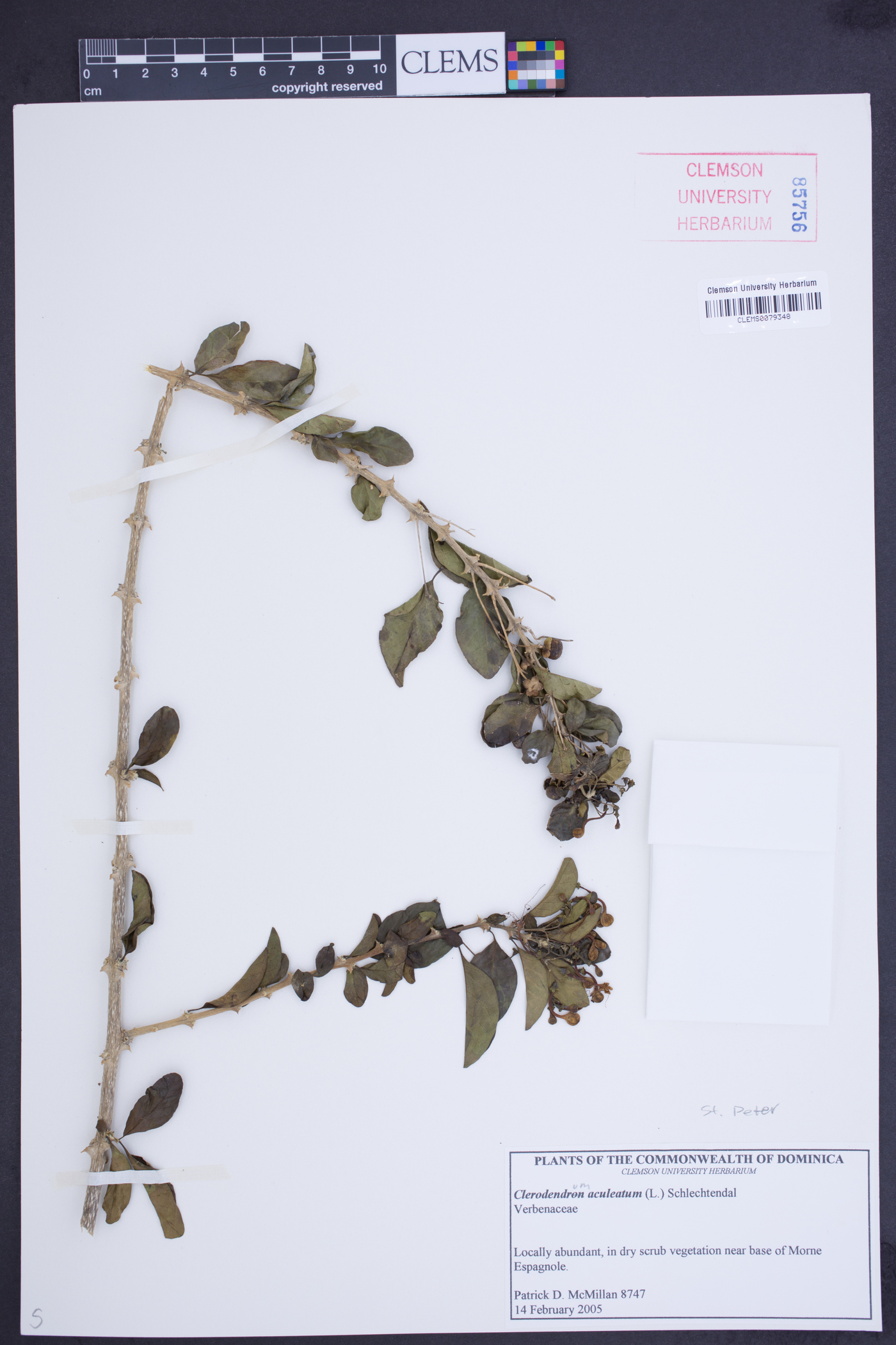 Clerodendrum aculeatum image