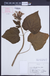 Clerodendrum speciosissimum image