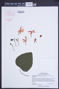Clerodendrum japonicum image
