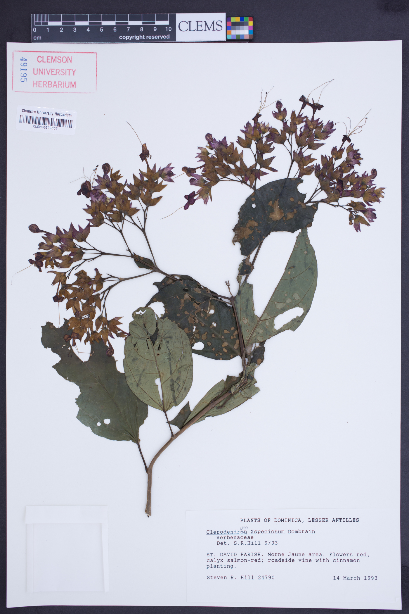 Clerodendrum x speciosum image