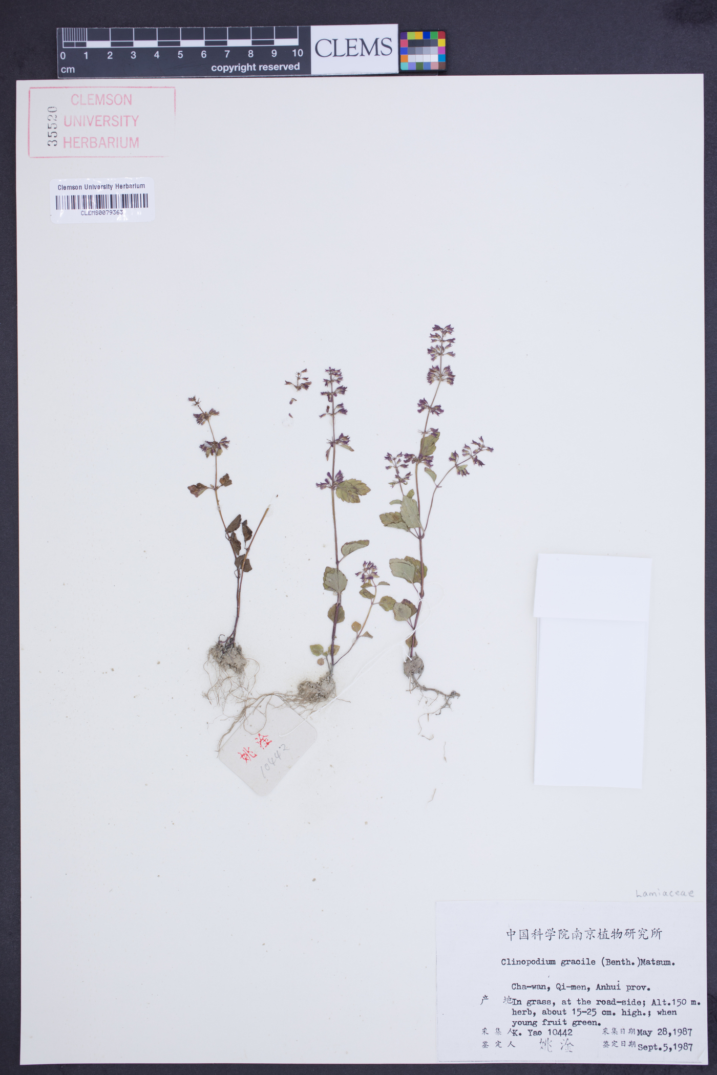 Clinopodium gracile image