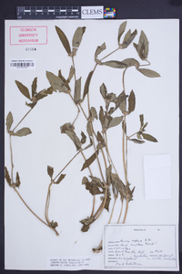 Leucas aspera image