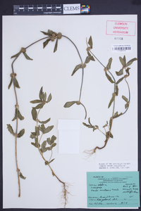 Leucas aspera image