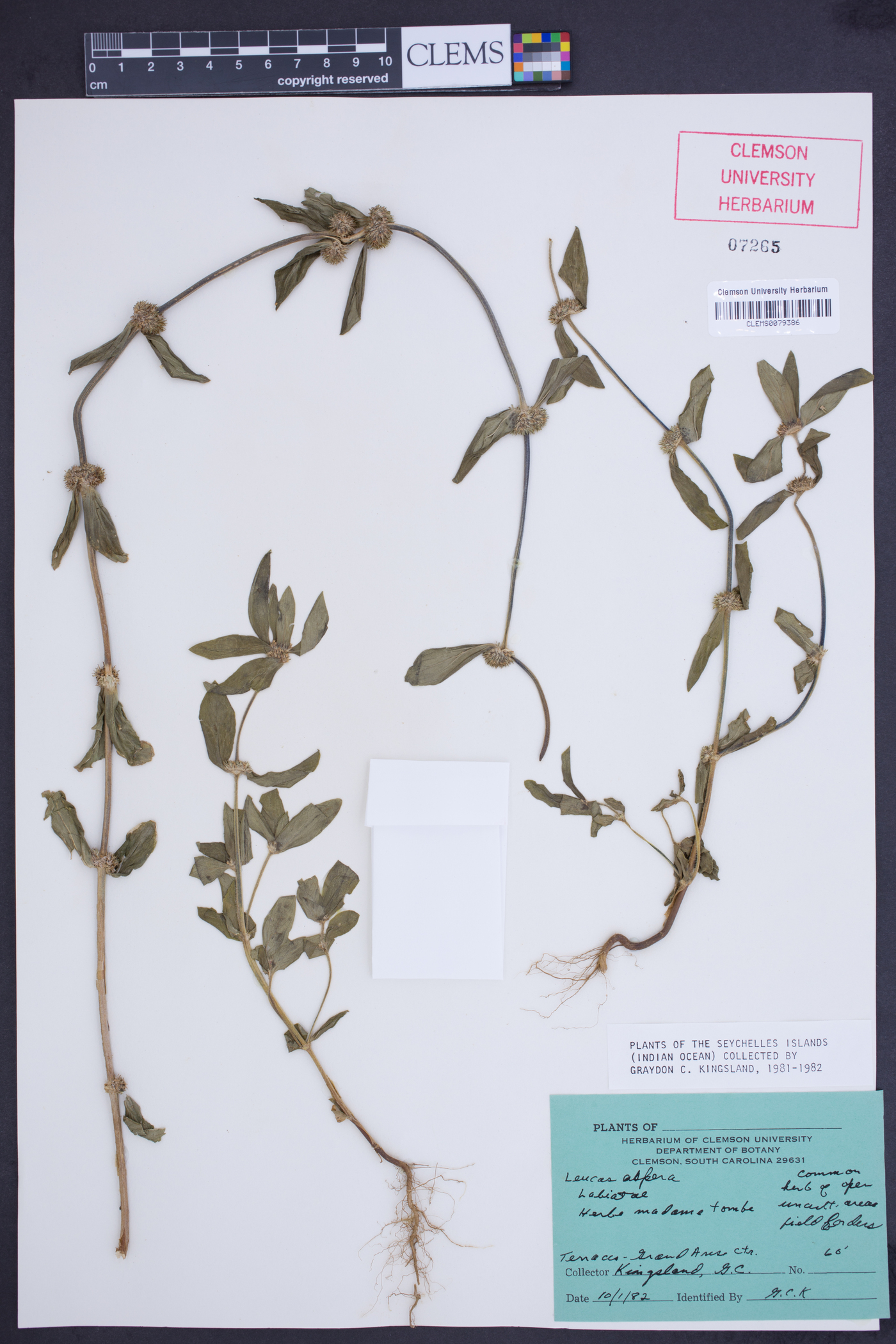 Leucas aspera image