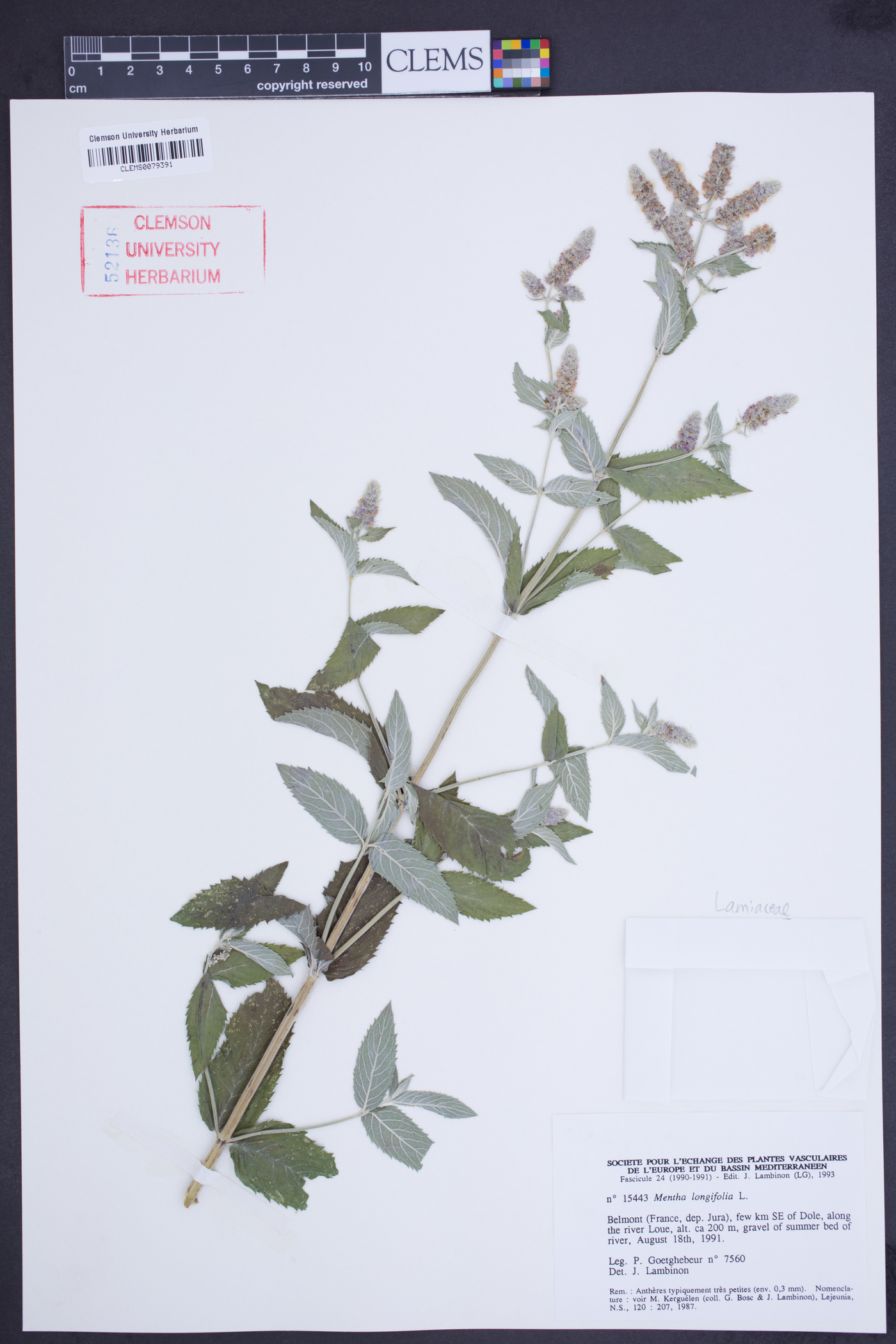 Mentha longifolia image