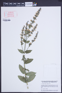 Image of Nepeta latifolia