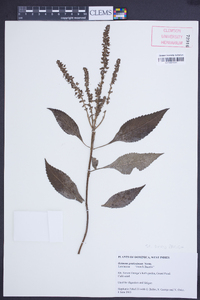 Ocimum gratissimum image