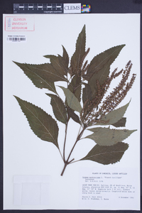 Ocimum gratissimum image