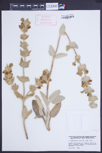 Image of Phlomis crinita